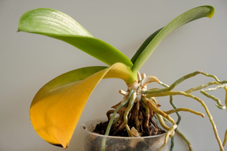 Orchid,With,Yellow,Leaf.,Sunlight.,House,Plant,Care.