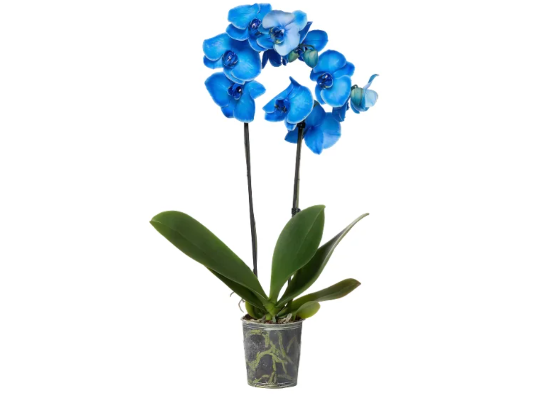 orchidea orchidea