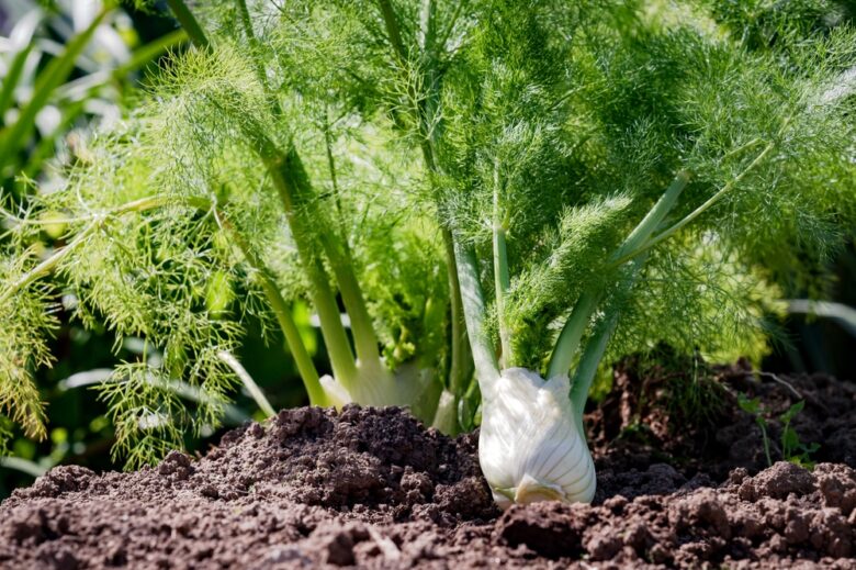 Fennel,Cultivation,,Fennel,Plants,Ready,For,Harvesting