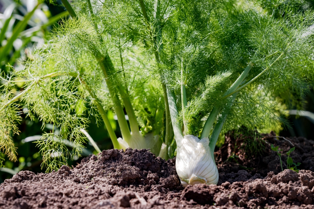 Fennel,Cultivation,,Fennel,Plants,Ready,For,Harvesting Fennel,Cultivation,,Fennel,Plants,Ready,For,Harvesting