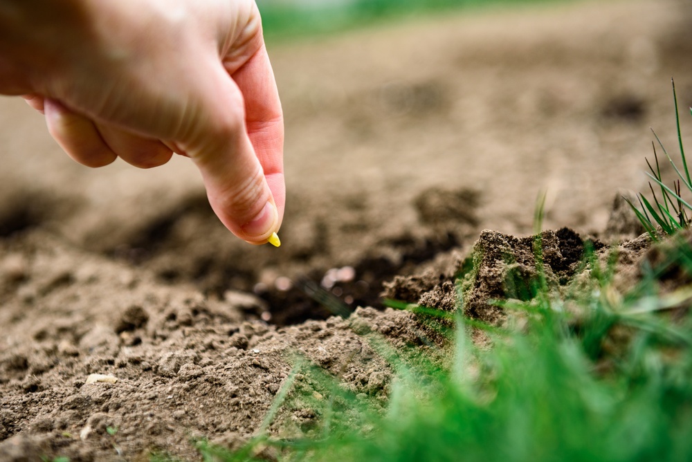 Hand,With,Cucumber,Seeds,Sowing,Into,The,Soil. Hand,With,Cucumber,Seeds,Sowing,Into,The,Soil.