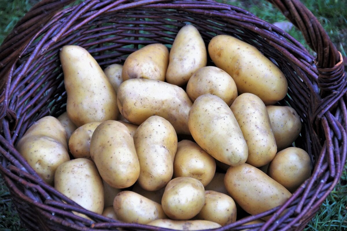 Patata, Cruda Patata, Cruda