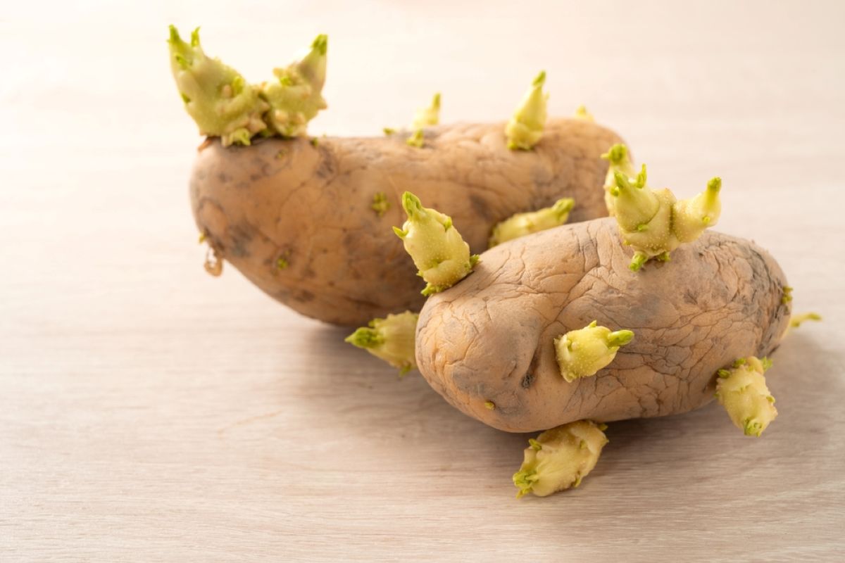 patate-germogliate patate-germogliate