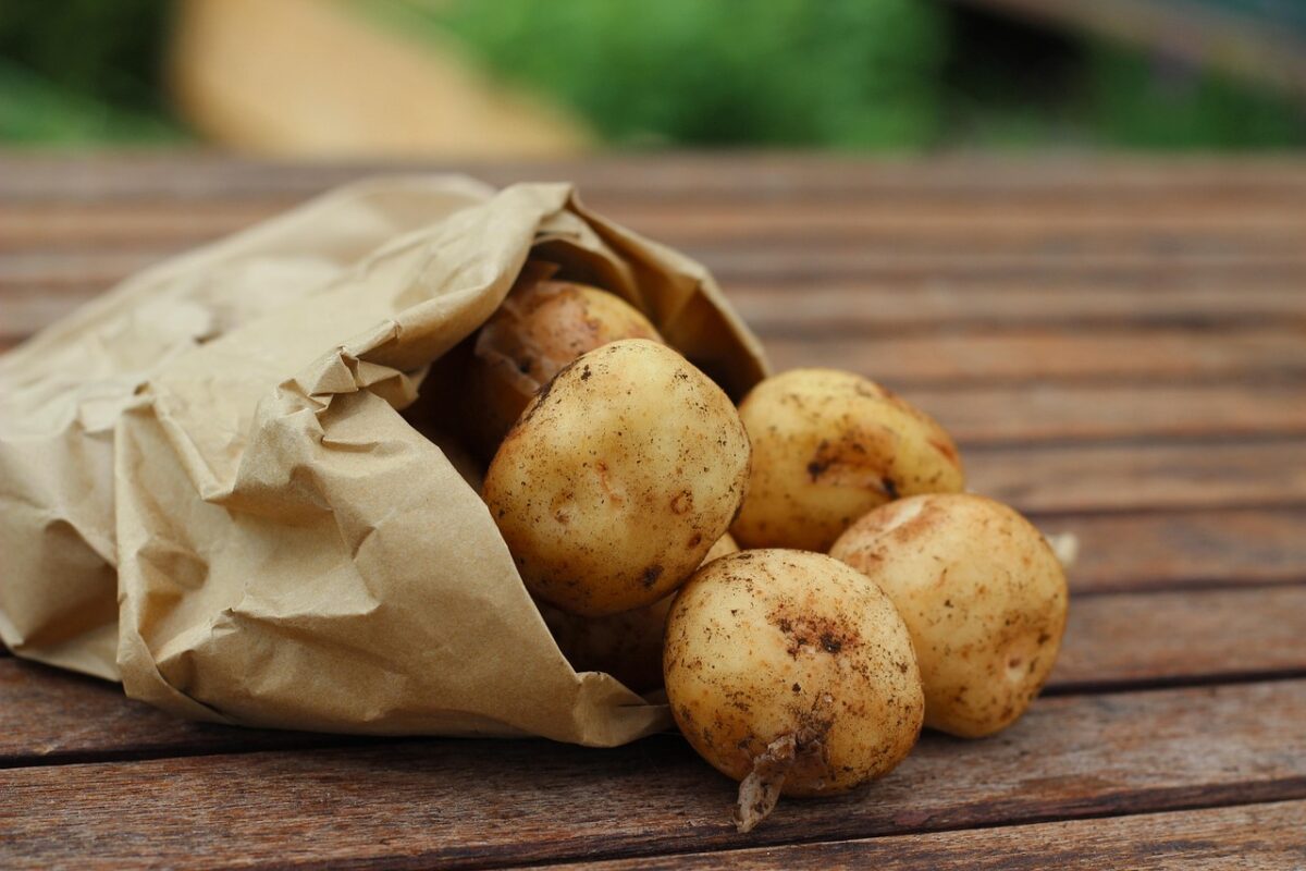 Patate, Germogli Patate, Germogli