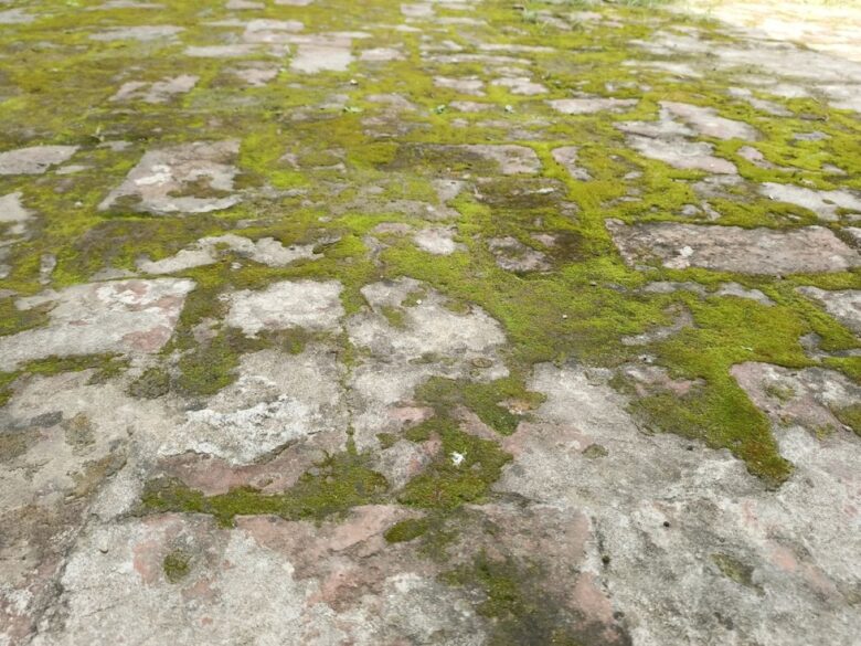 pavimento-esterno-muschio (1)