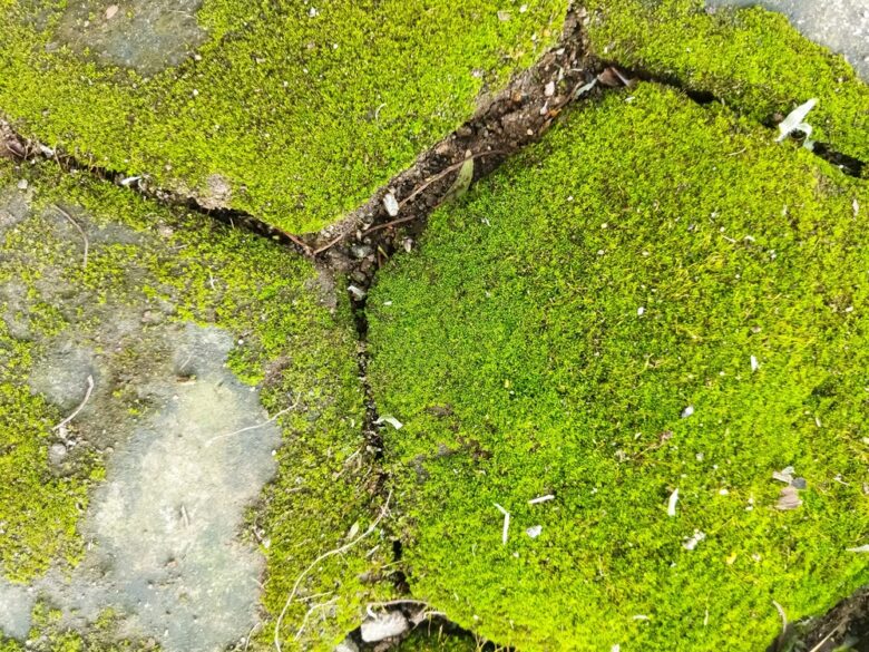 Green,Moss,Growing,On,The,Surface,Of,Paving,Blocks,,Creating