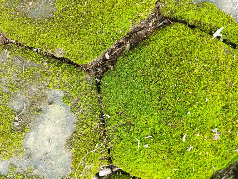 Green,Moss,Growing,On,The,Surface,Of,Paving,Blocks,,Creating