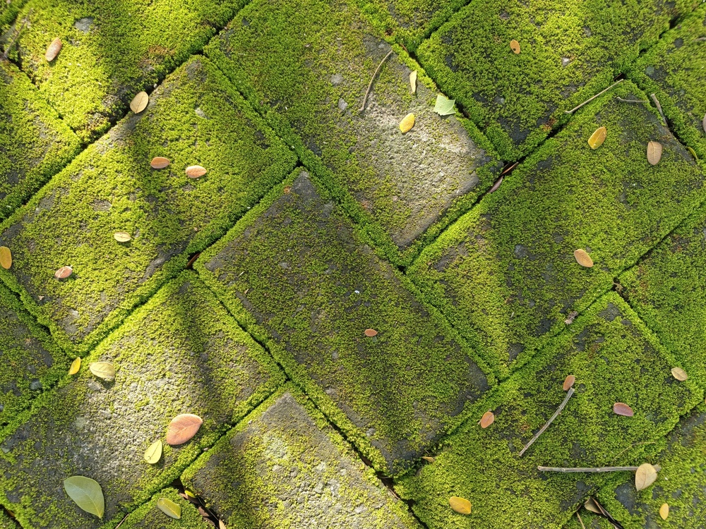 Green,Moss,Growing,On,Brick,Paving,Stones,In,A,Garden
