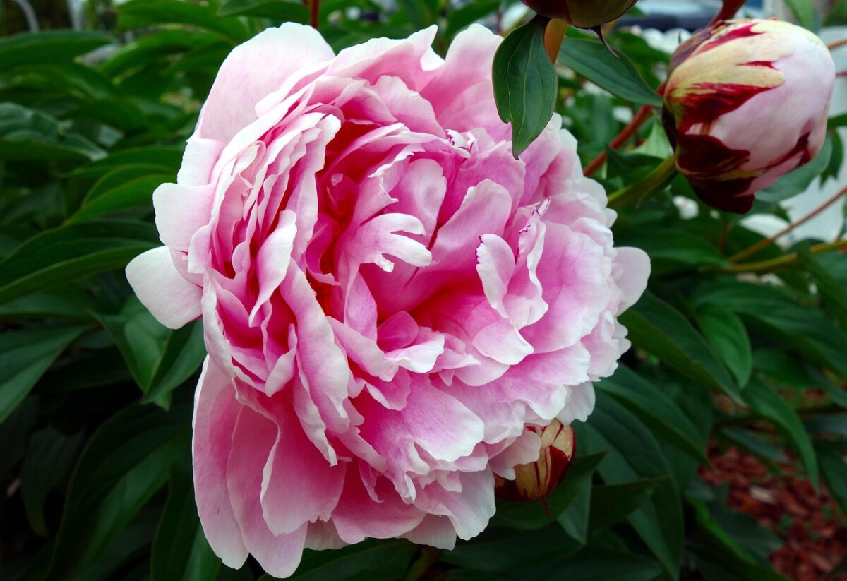 Peonia Peonia