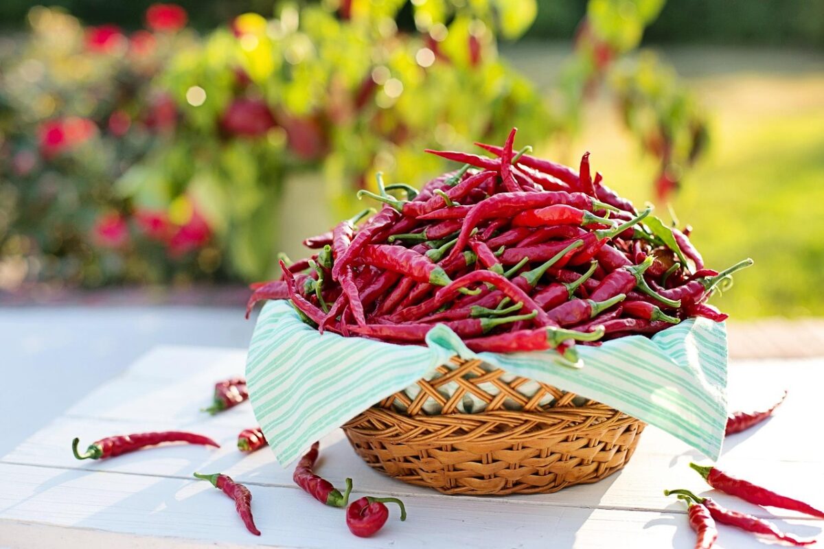 Peperoncino, Peperoncino,