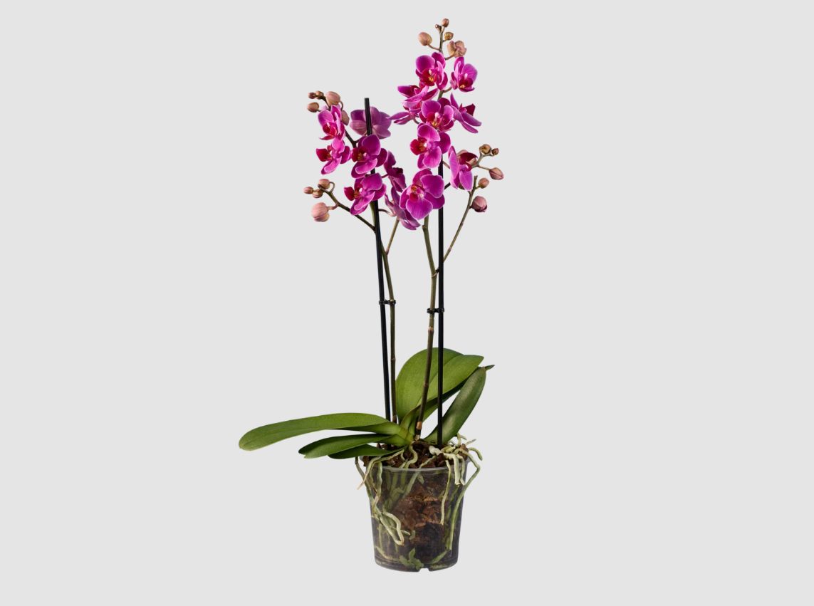 Phalaenopsis-lidl Phalaenopsis-lidl