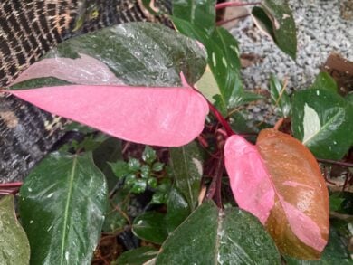 Sembrano uscite da una casa di Barbie, ma queste piante rosa esistono davvero