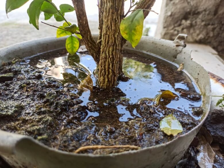 Vaso con pianta e terriccio zuppo d'acqua
