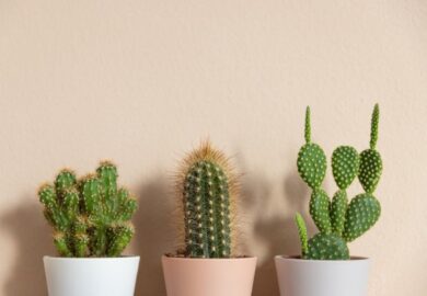 Secondo il Feng Shui, queste piante potrebbero portare sfortuna in casa