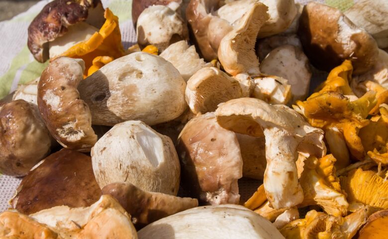 Porcini