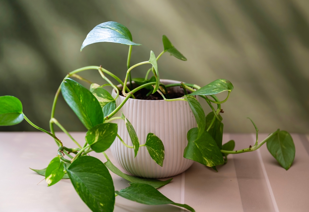 Devil’s,Ivy,Green,Plant,In,A,Pot,.,Golden,Pothos Devil’s,Ivy,Green,Plant,In,A,Pot,.,Golden,Pothos