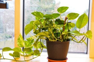 Prima puliscile, poi usa questo ingrediente: le foglie del pothos torneranno lucidissime