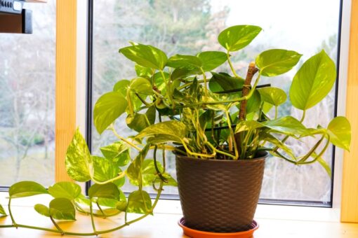 Video – Prima puliscile, poi usa questo ingrediente: le foglie del pothos torneranno lucidissime