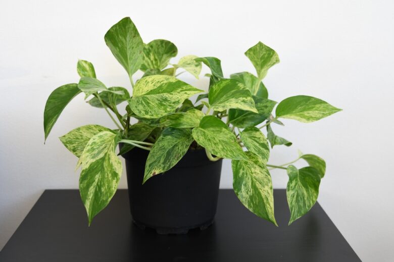 Marble,Queen,Pothos,Houseplant,(epipremnum,Aureum),,A,Large,Plant,In