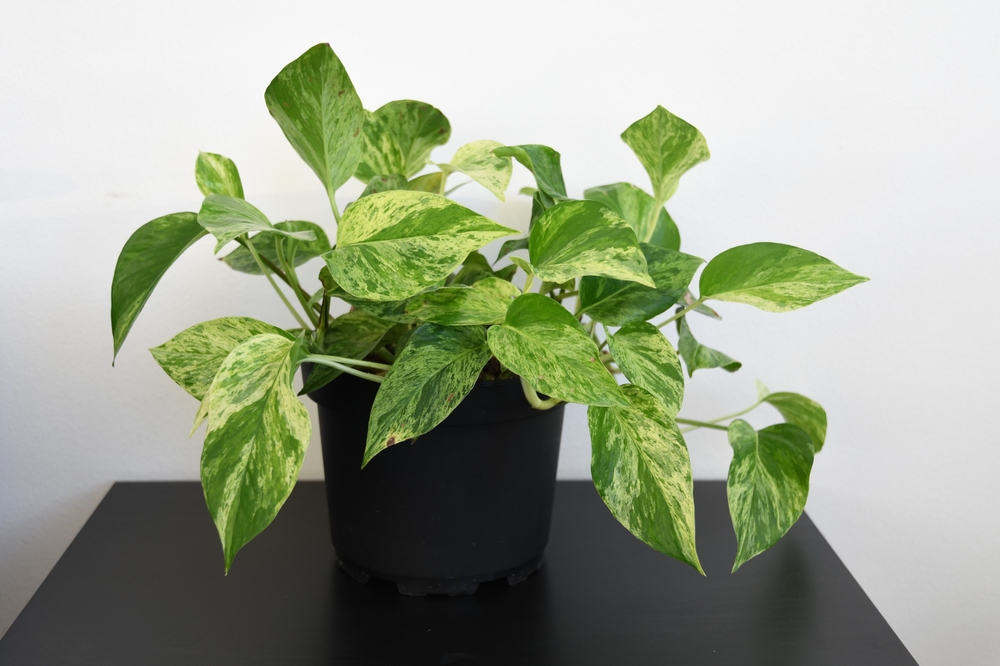 Marble,Queen,Pothos,Houseplant,(epipremnum,Aureum),,A,Large,Plant,In Marble,Queen,Pothos,Houseplant,(epipremnum,Aureum),,A,Large,Plant,In
