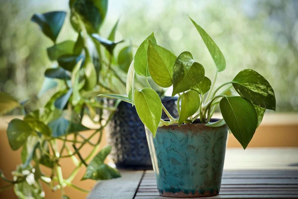 Pothos Pothos