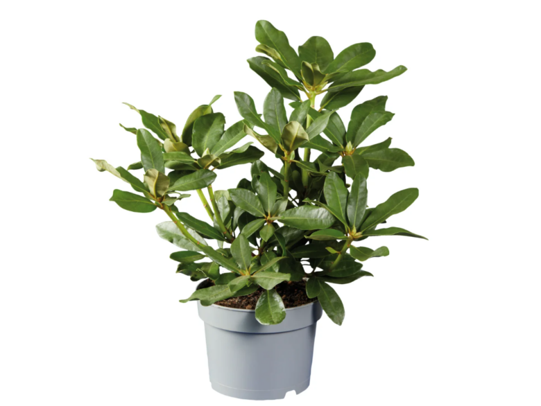 rododendro-lidl