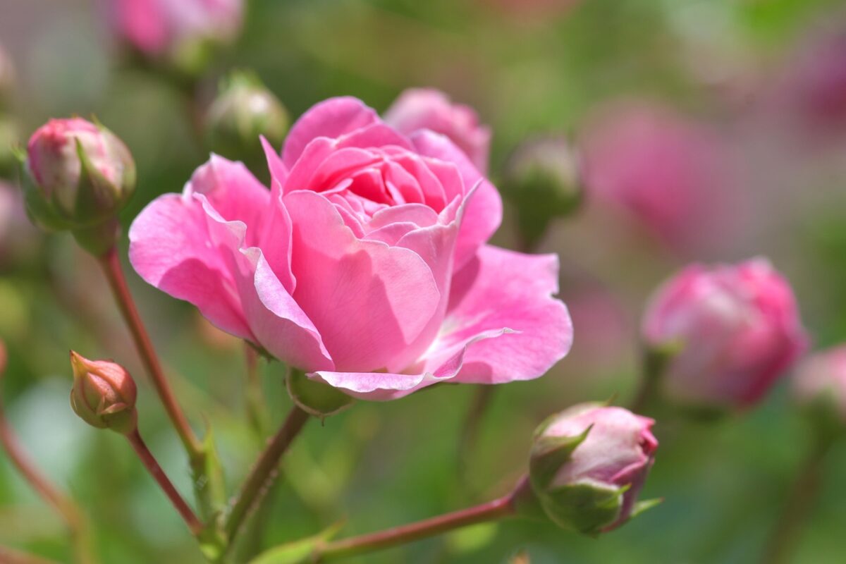 Rosa Rosa