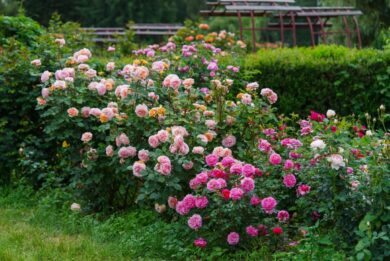 Il fascino dei vecchi giardini torna negli esterni: queste piante fanno subito atmosfera
