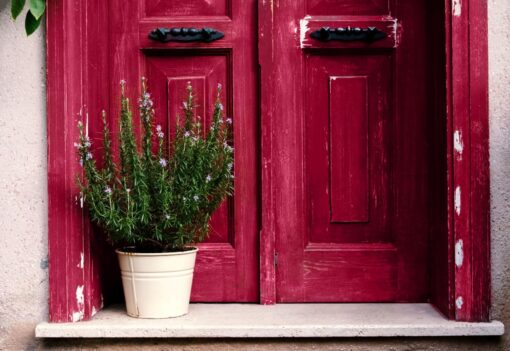 L’ingresso di casa cambia completamente con le piante giuste: queste resistono anche al freddo