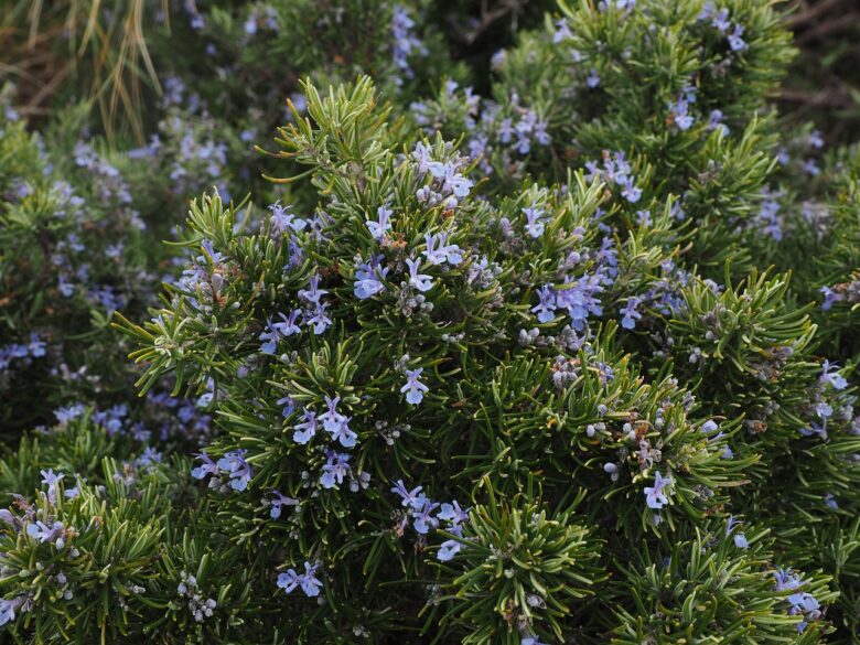 Rosmarino in fiore