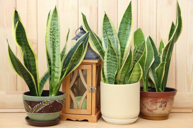 Sansevieria,(sansevieria,Trifasciata),Futura,Superba,In,Clay,Pots,With,A