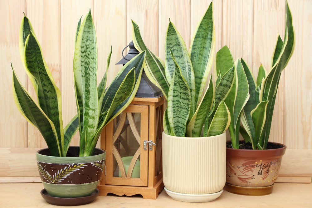 Sansevieria,(sansevieria,Trifasciata),Futura,Superba,In,Clay,Pots,With,A Sansevieria,(sansevieria,Trifasciata),Futura,Superba,In,Clay,Pots,With,A