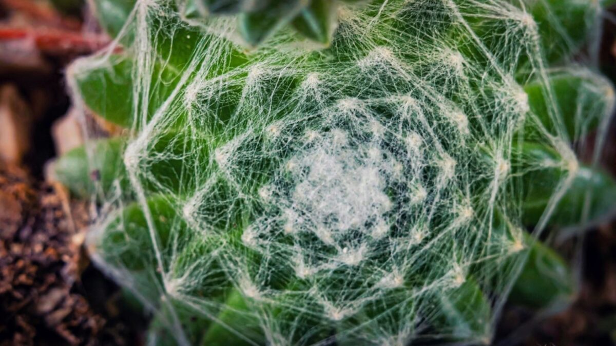 Sempervivum arachnoideum Sempervivum arachnoideum