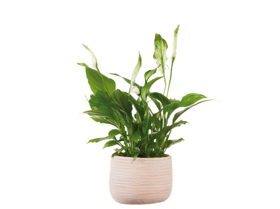 spathiphyllum spathiphyllum