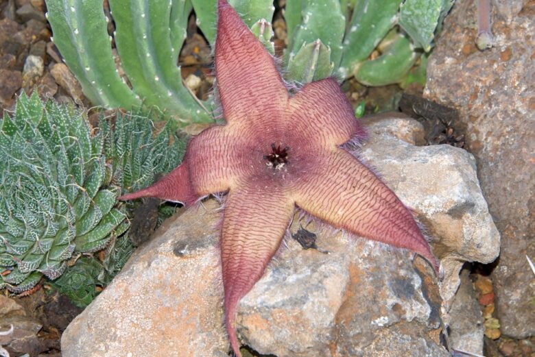 Starfish,Cacti,,Stapelia,Grandiflora,,Also,More,Morbidly,Called,The,Carrion