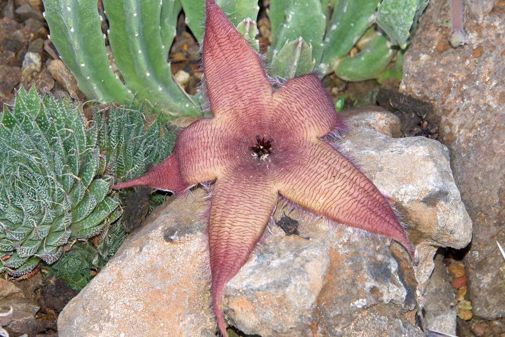 Starfish,Cacti,,Stapelia,Grandiflora,,Also,More,Morbidly,Called,The,Carrion Starfish,Cacti,,Stapelia,Grandiflora,,Also,More,Morbidly,Called,The,Carrion