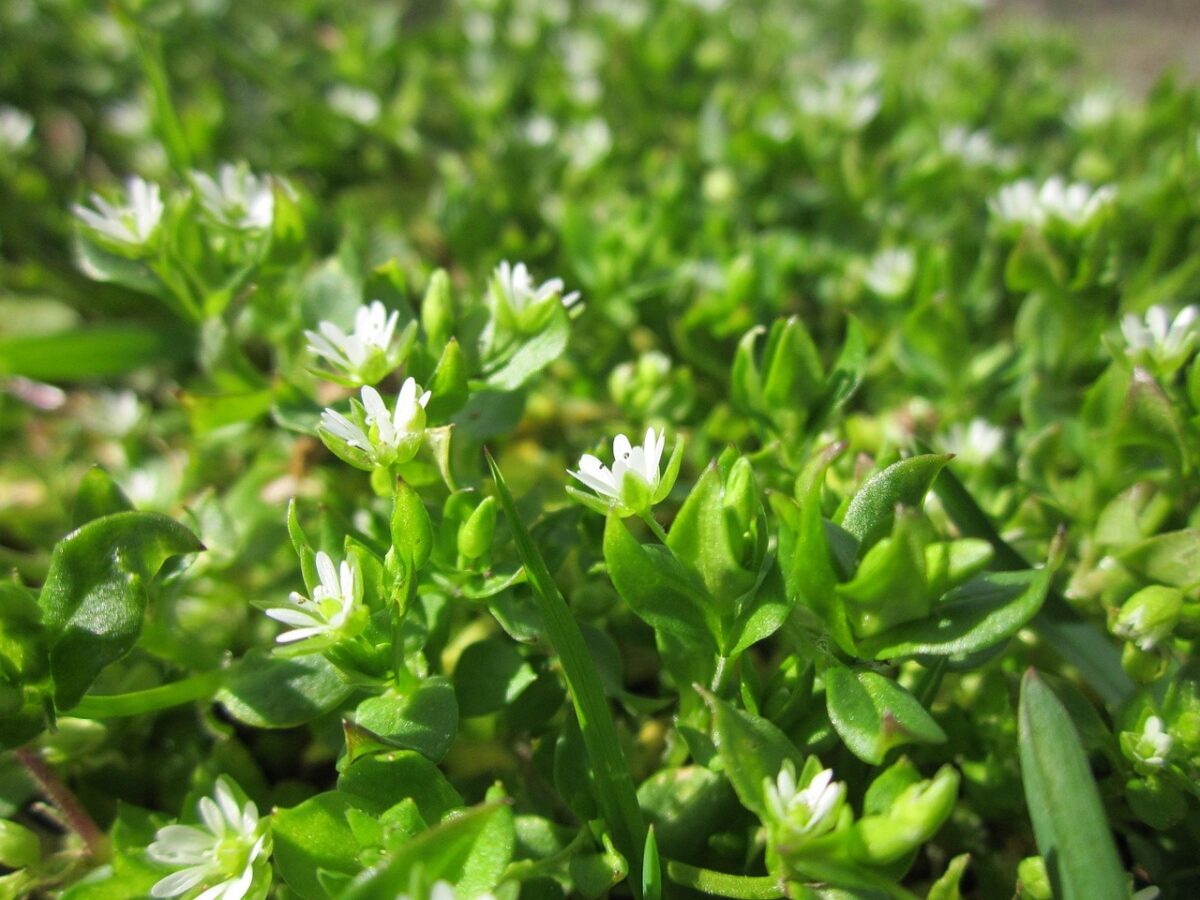 Stellaria, Media Stellaria, Media