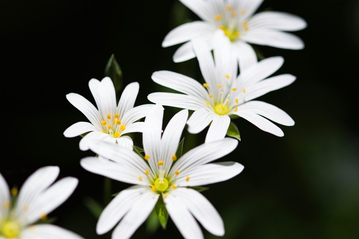 Stellaria, Media Stellaria, Media