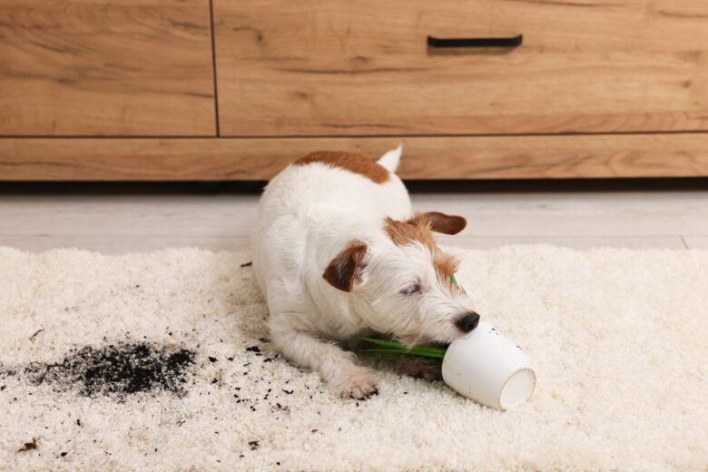 Cute,Dog,Near,Overturned,Houseplant,On,Rug,Indoors