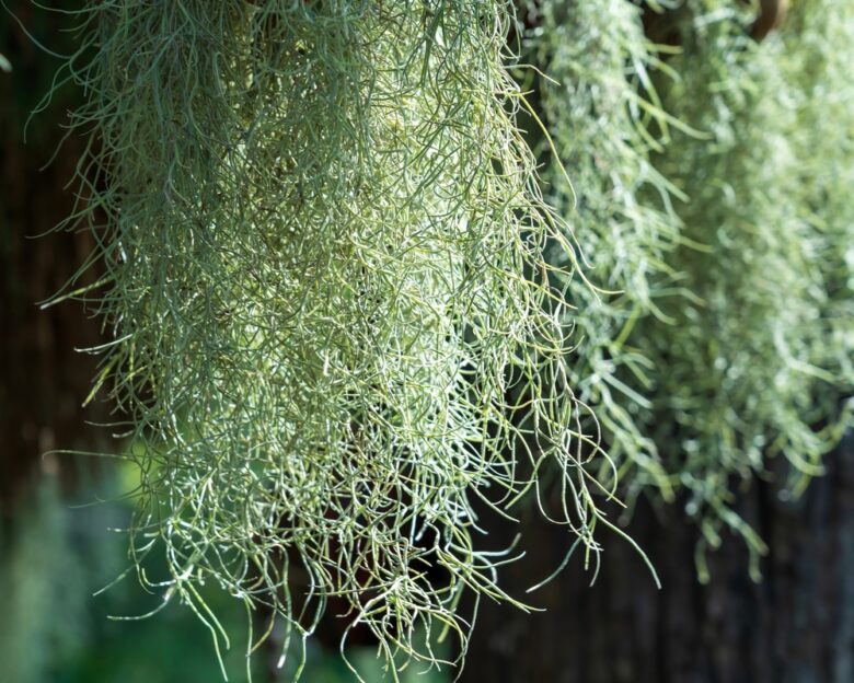 Hanging,Spanish,Moss,(tillandsia,Usneoides),In,The,Garden.,Close-up.,Macro.