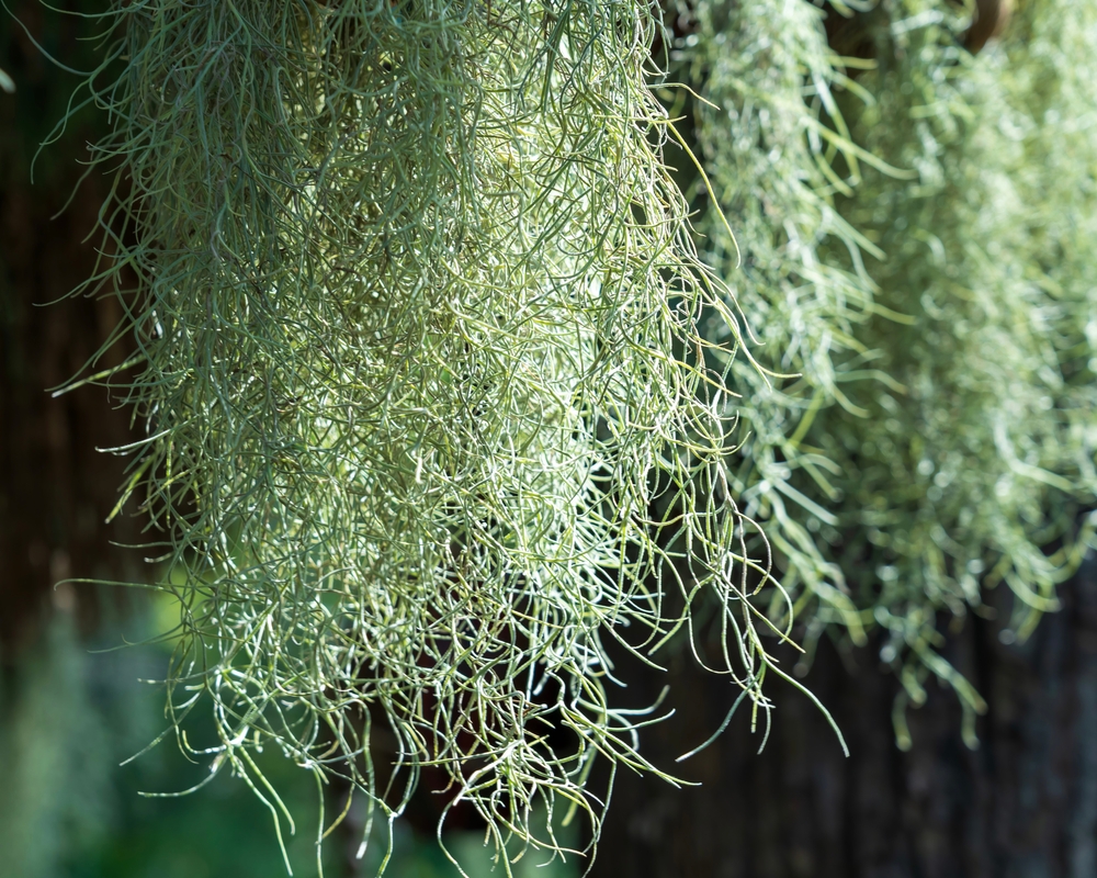 Hanging,Spanish,Moss,(tillandsia,Usneoides),In,The,Garden.,Close-up.,Macro. Hanging,Spanish,Moss,(tillandsia,Usneoides),In,The,Garden.,Close-up.,Macro.