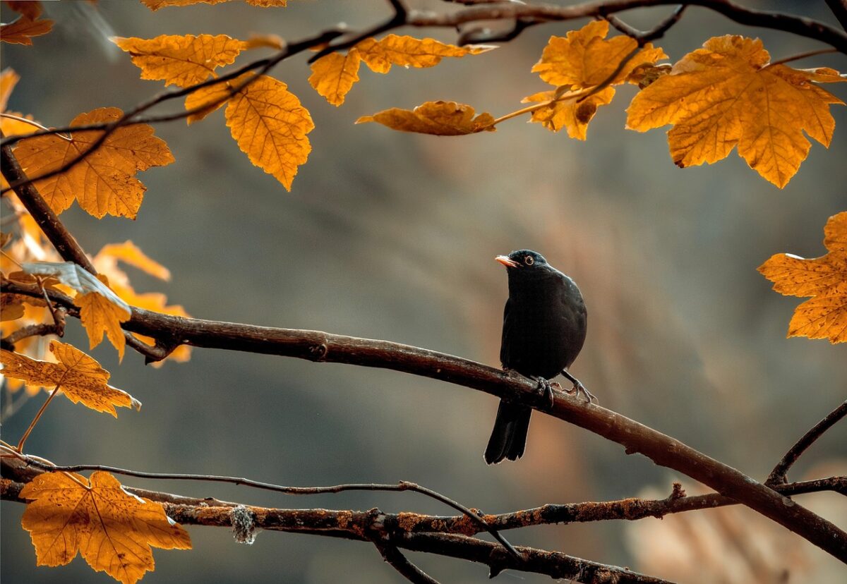 Uccelli, Autunno Uccelli, Autunno
