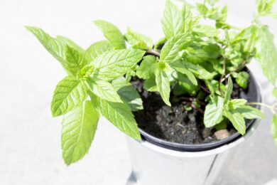 Profumano meglio di uno spray e arredano casa: quattro piante da mettere nelle stanze giuste