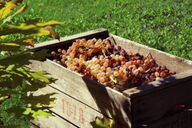 Vendemmia sotto le stelle: 5 idee per un patio d’atmosfera