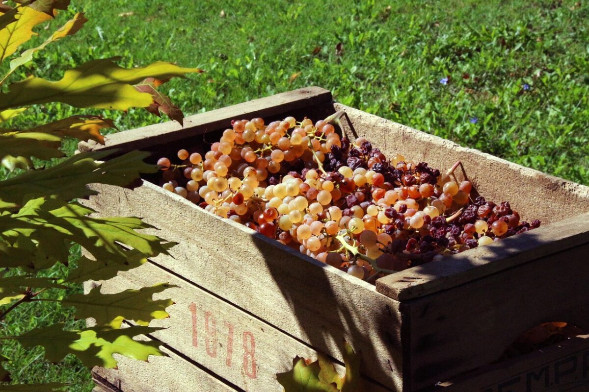 uva-bianca-vendemmia-raccolta uva-bianca-vendemmia-raccolta