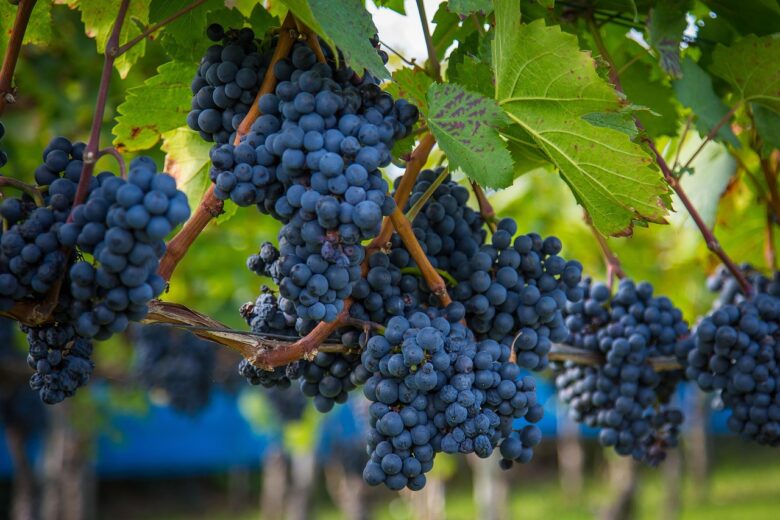 Vendemmia