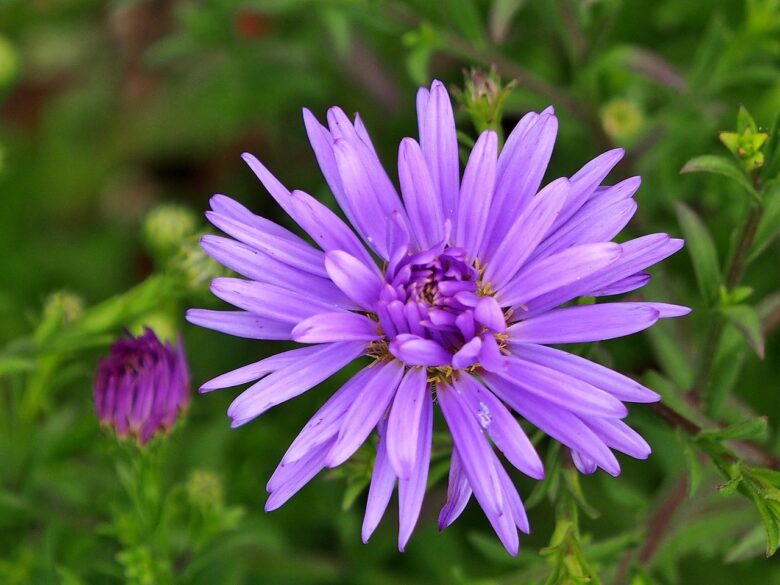 Viole, D'autunno