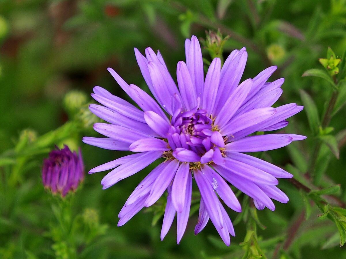 Viole, D’autunno Viole, D’autunno