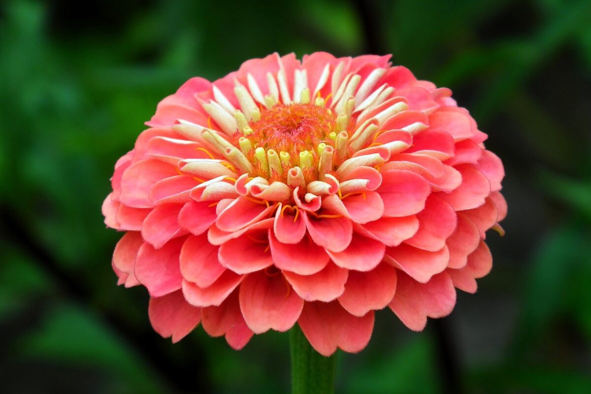 Zinnia Zinnia
