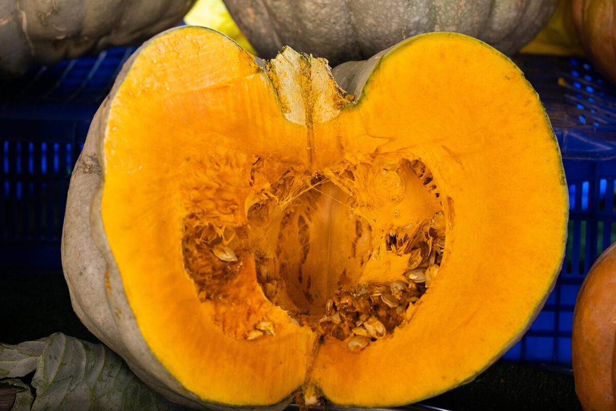 Zucca Zucca